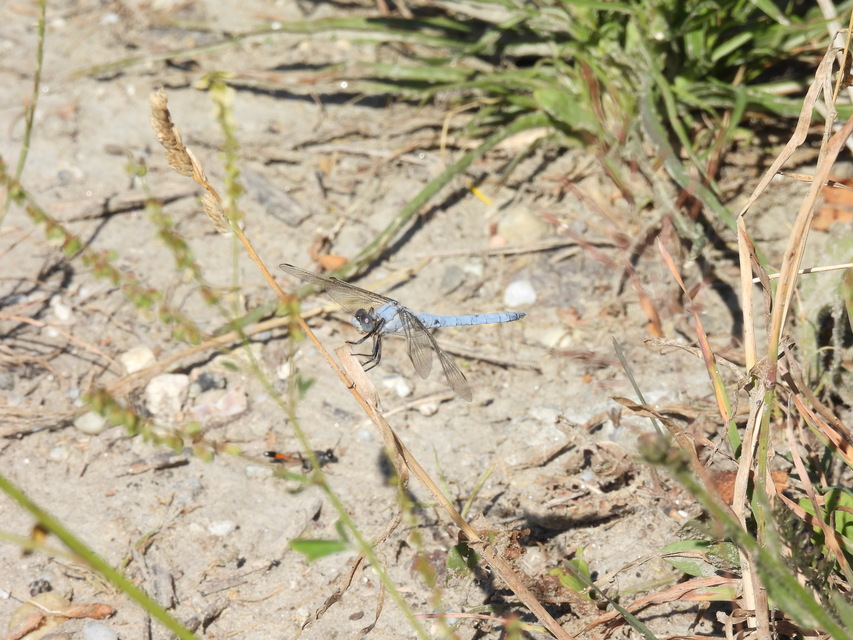 Orthetrum brunneum - pataki pásztorszitakötő