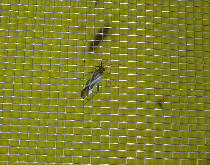 Adelphocoris lineolatus - lucernapoloska