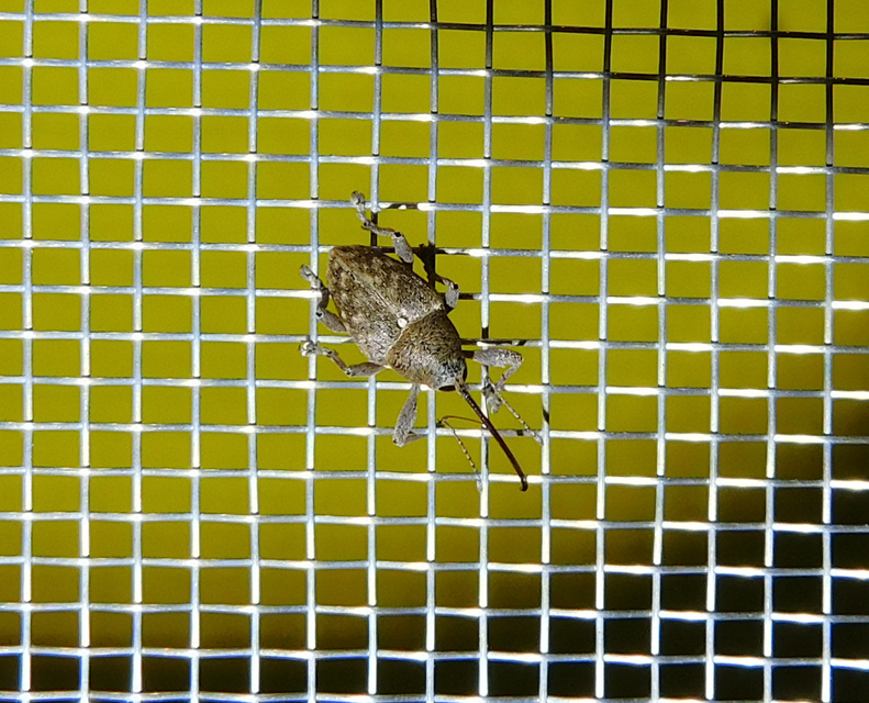 Curculio glandium - tölgymakkzsuzsóka