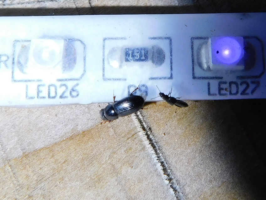 Aphodius varians - változékony trágyabogár