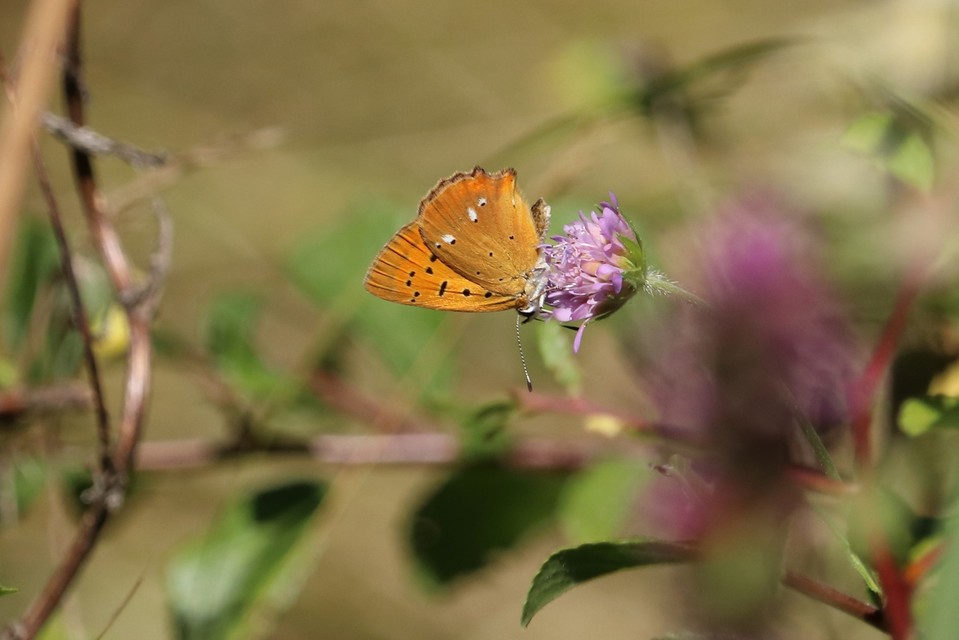 Lycaena virgaureae - arany-tűzlepke