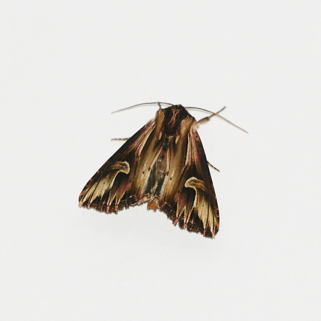 Actinotia polyodon - nagy sugarasbagoly