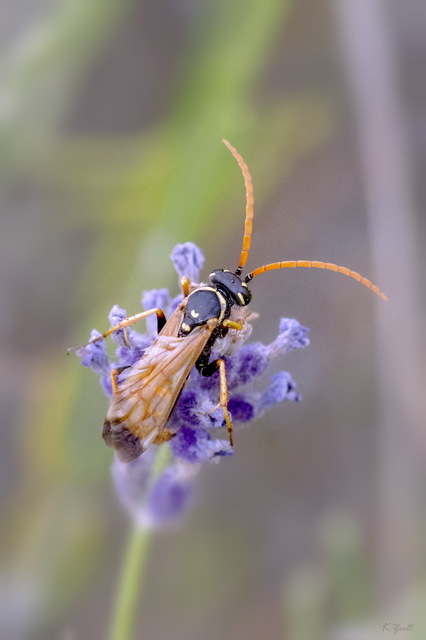 Batozonellus lacerticida - pompás útonállódarázs Batozonellus lacerticida - pompás útonállódarázs