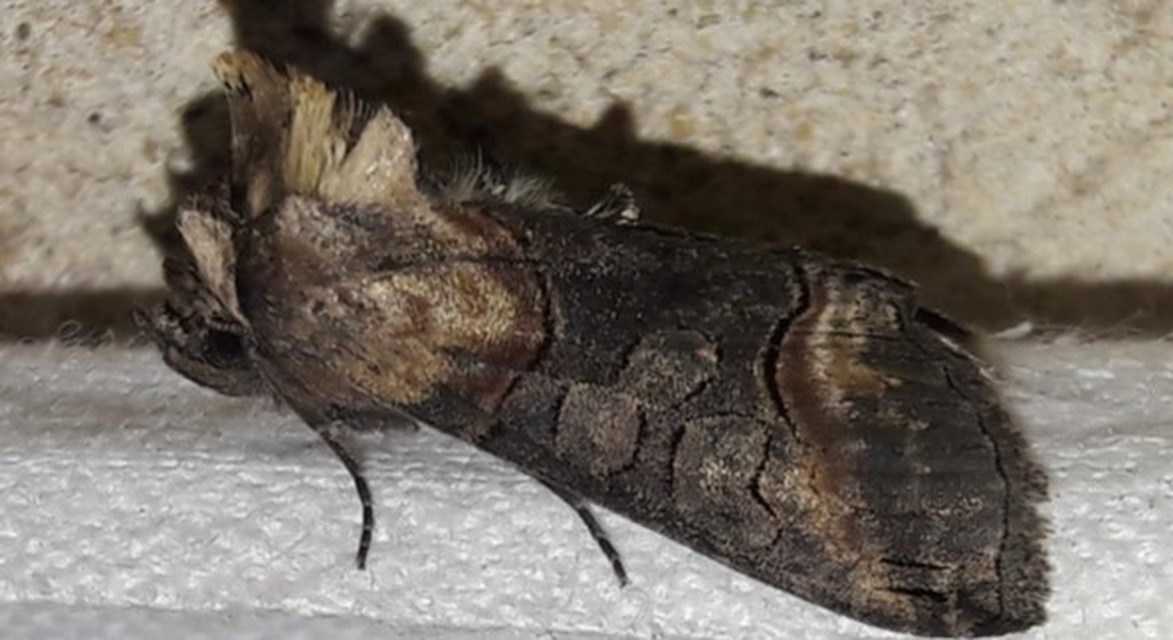 Abrostola asclepiadis - barnaövű csalánbagoly