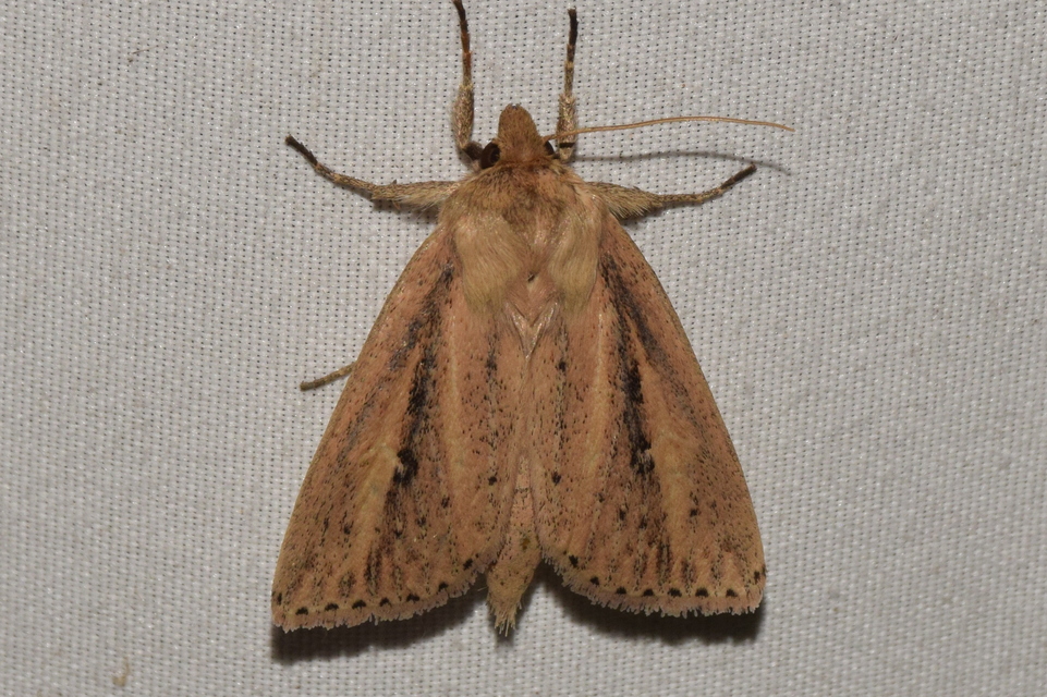 Globia sparganii - nagy nádibagoly