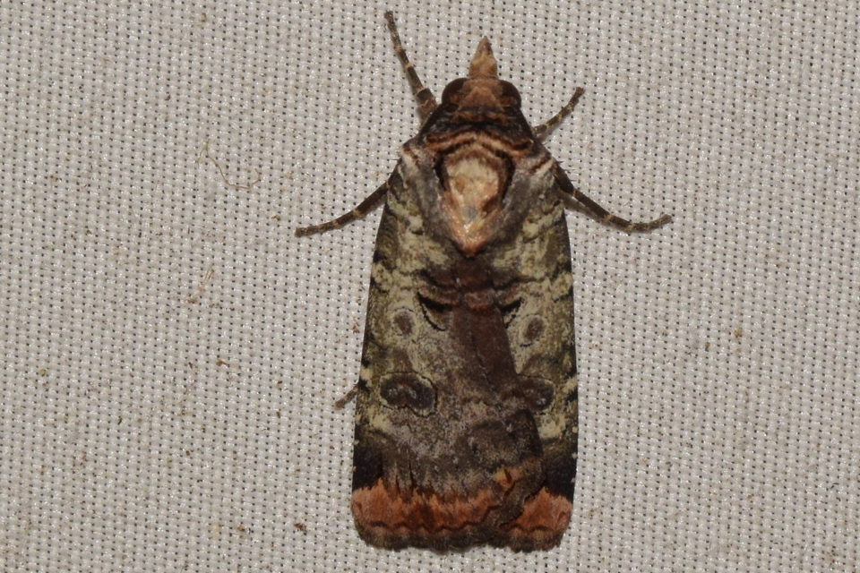 Epilecta linogrisea - karcsú sárgafűbagoly