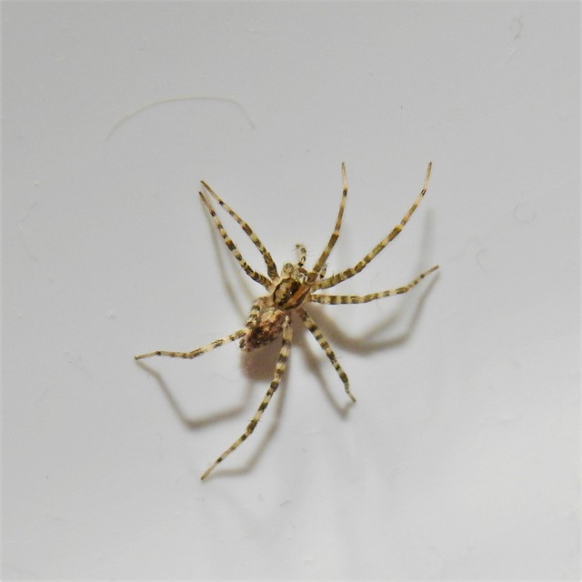 Tegenaria