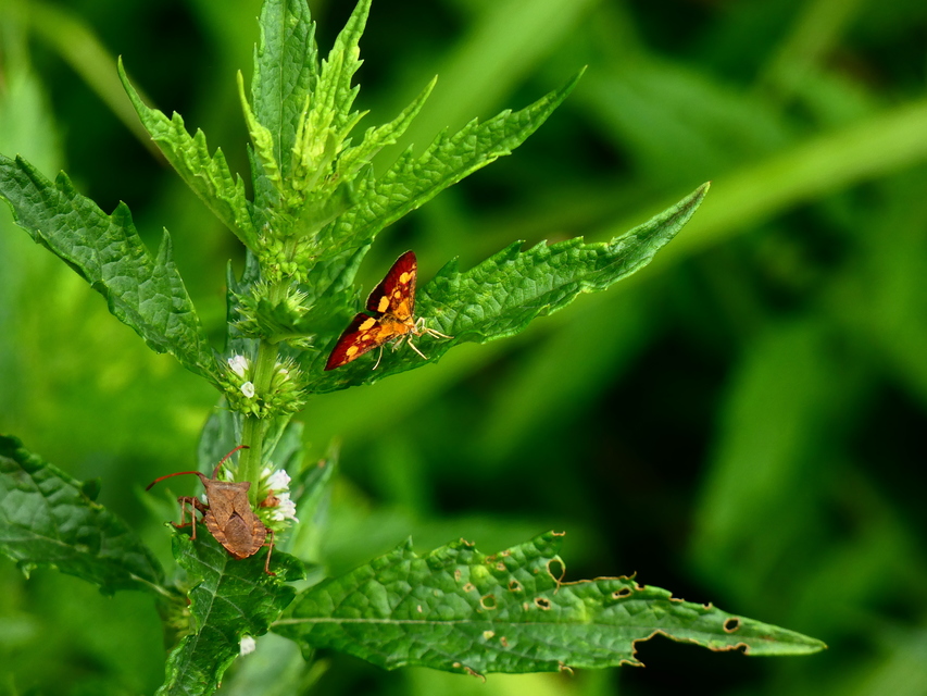 Pyrausta aurata - aranyló bíbormoly