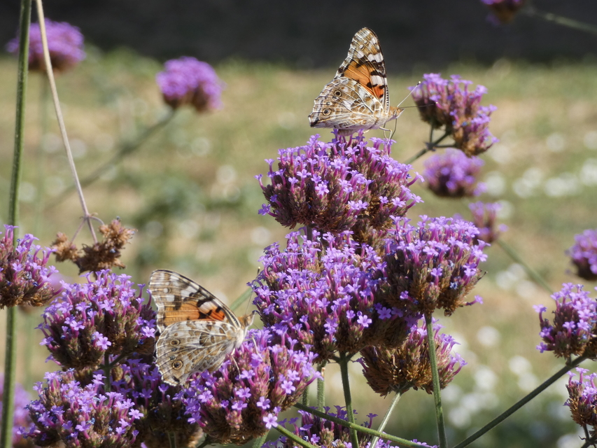 Vanessa cardui - bogáncslepke