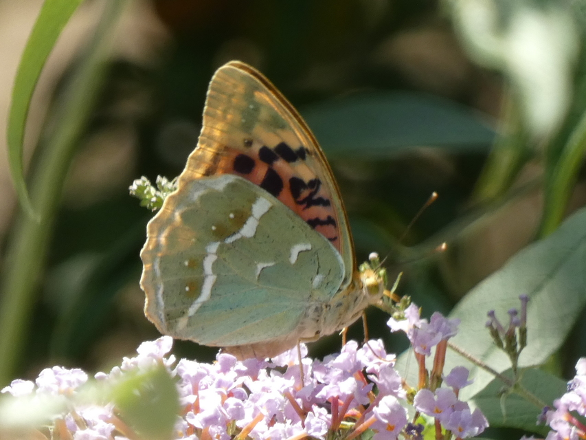 Argynnis pandora - zöldes gyöngyházlepke