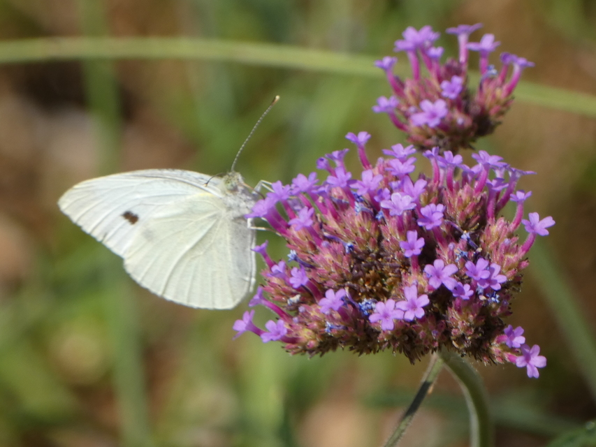 Pieris rapae - répalepke