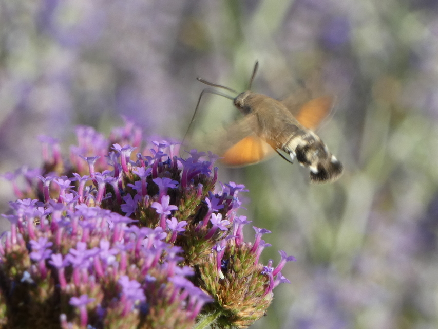Macroglossum stellatarum - kacsafarkú szender