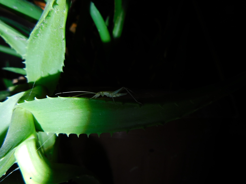 Oecanthus pellucens - pirregőtücsök