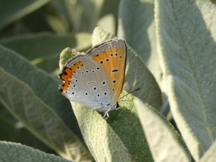 Lycaena dispar rutilus - nagy tűzlepke