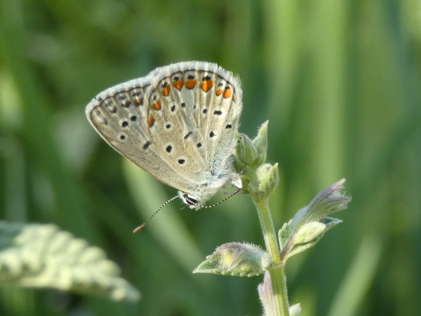 Polyommatus icarus - közönséges boglárka