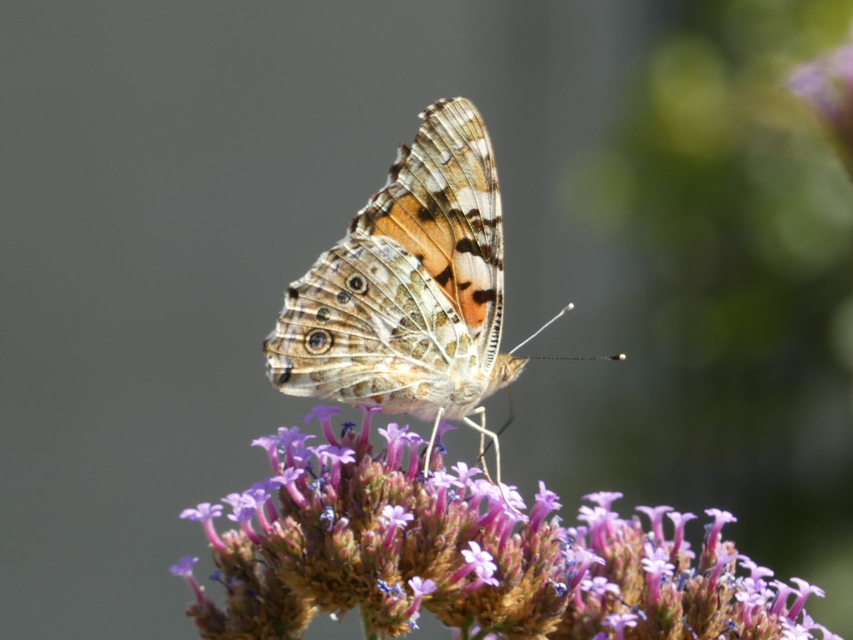 Vanessa cardui - bogáncslepke