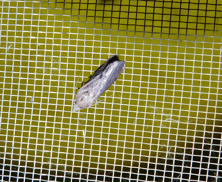 Galleria mellonella - nagy viaszmoly