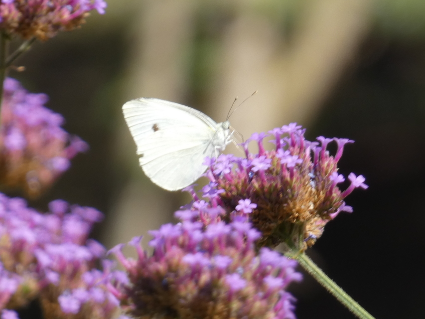 Pieris rapae - répalepke
