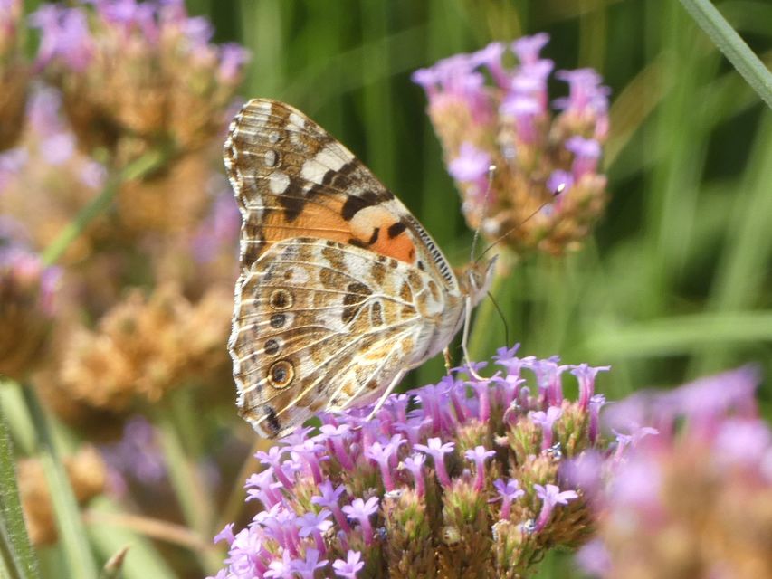 Vanessa cardui - bogáncslepke