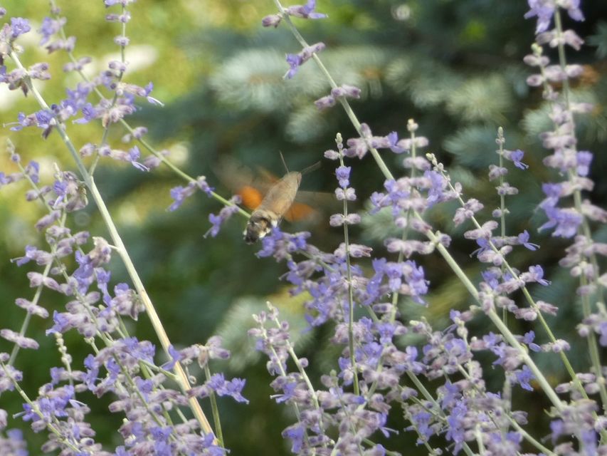 Macroglossum stellatarum - kacsafarkú szender