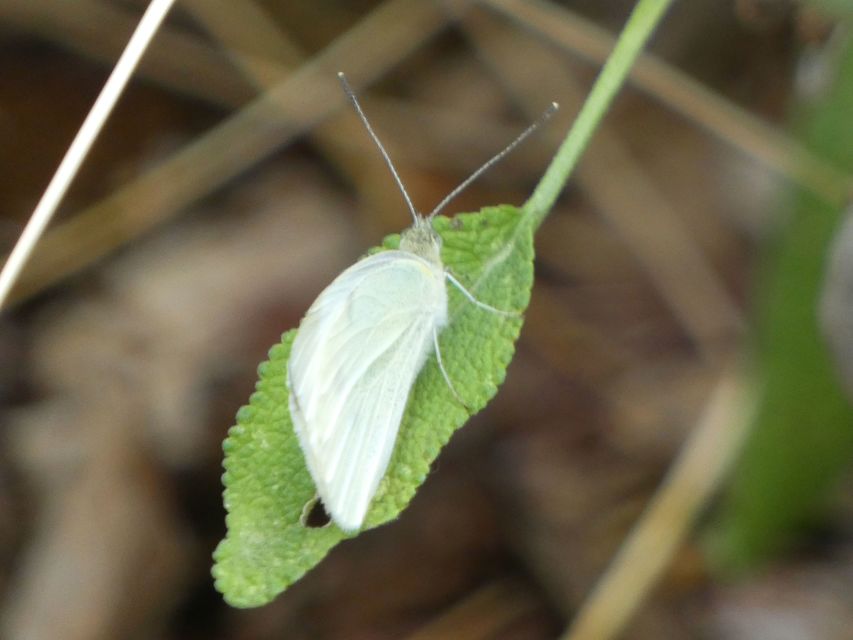 Pieris rapae - répalepke