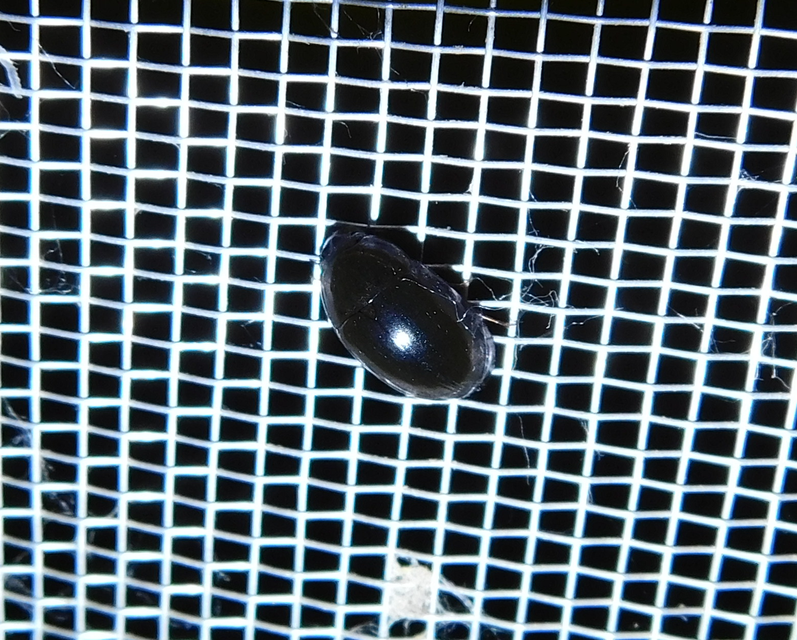 Limnoxenus niger - fekete csibor