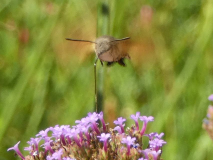 Macroglossum stellatarum - kacsafarkú szender