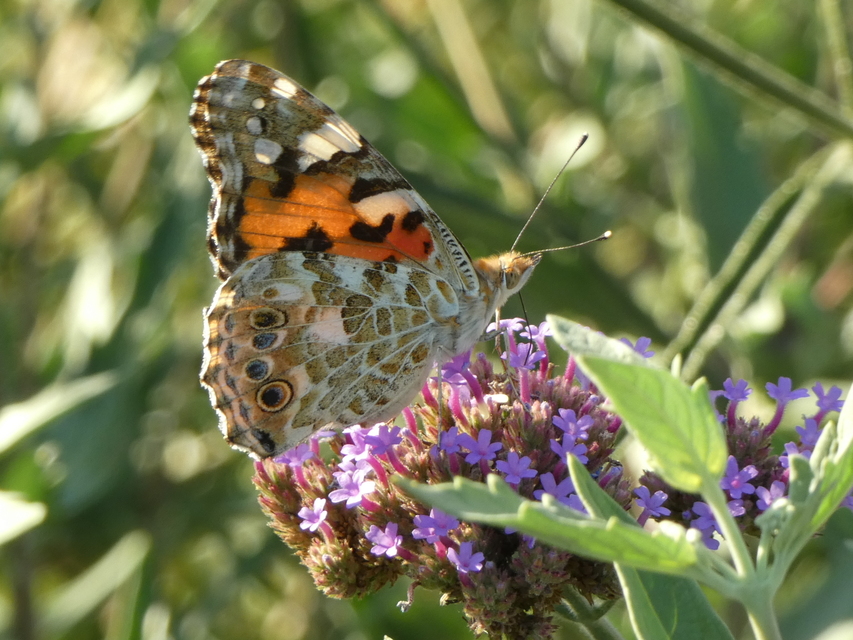 Vanessa cardui - bogáncslepke