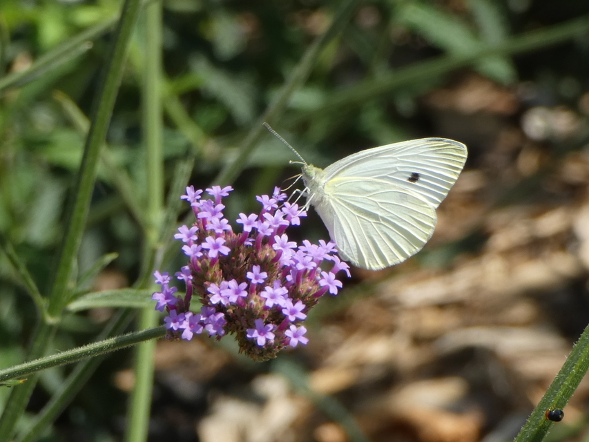 Pieris rapae - répalepke