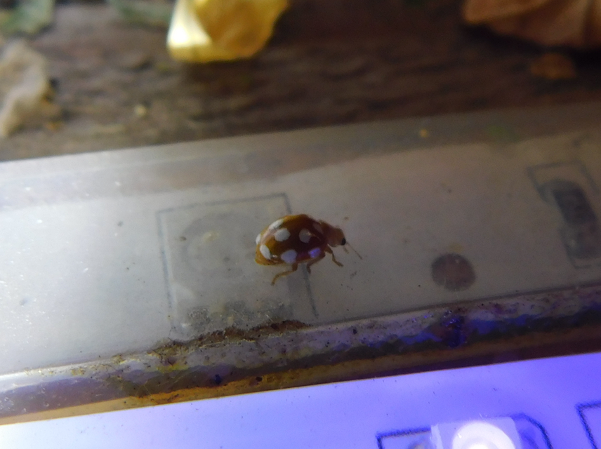 Vibidia duodecimguttata - tizenkétcseppes füsskata