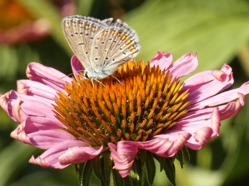 Polyommatus icarus - közönséges boglárka