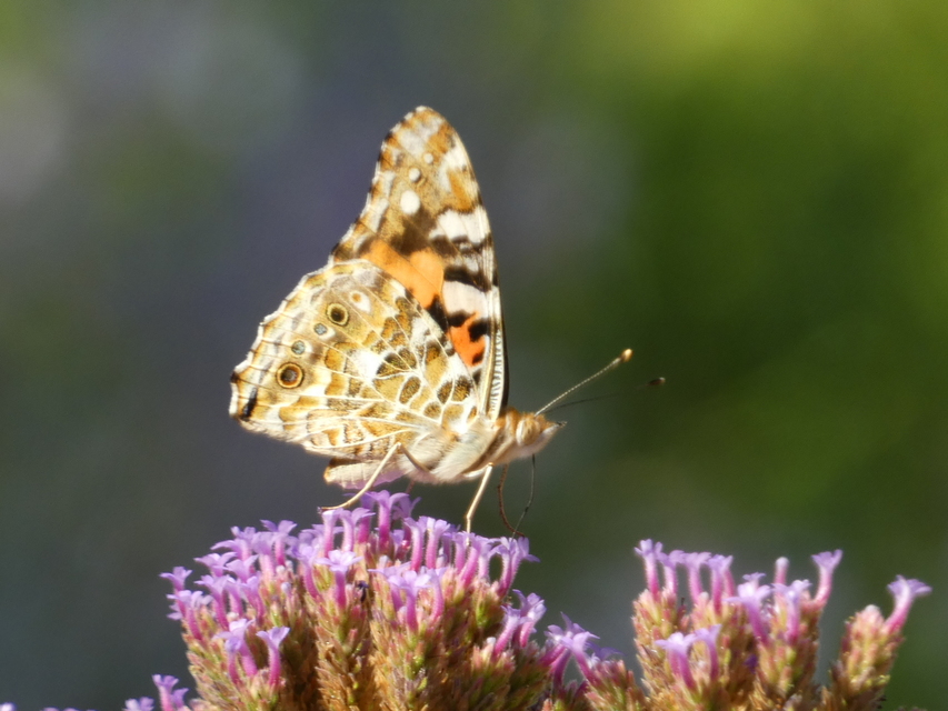 Vanessa cardui - bogáncslepke