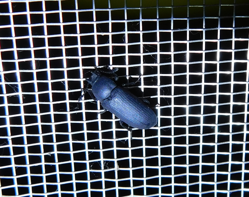Cryphaeus cornutus - szarvas gyászbogár
