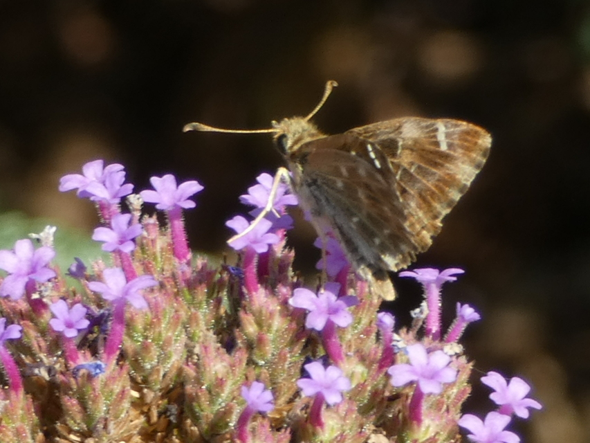 Carcharodus alceae - mályva-busalepke