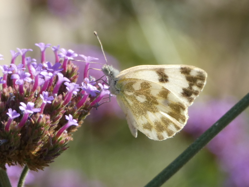 Pontia edusa - rezedalepke