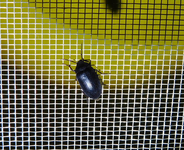 Prionychus melanarius - komor alkonybogár