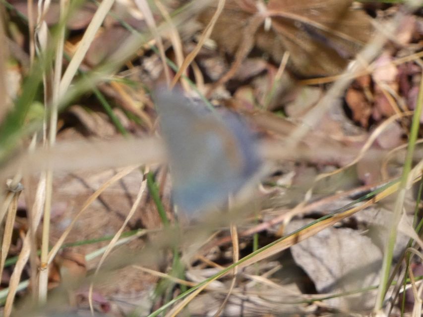 Polyommatus