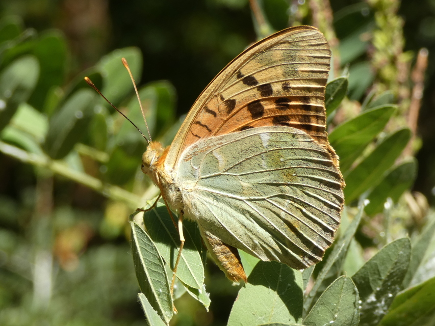 Argynnis pandora - zöldes gyöngyházlepke