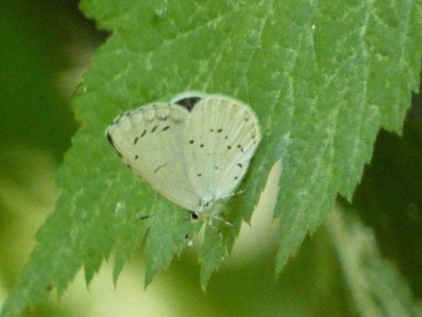 Celastrina argiolus - bengeboglárka