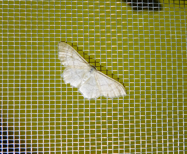 Idaea straminata - szalmasárga sávosaraszoló