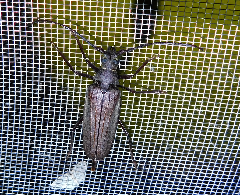 Aegosoma scabricorne - diófacincér