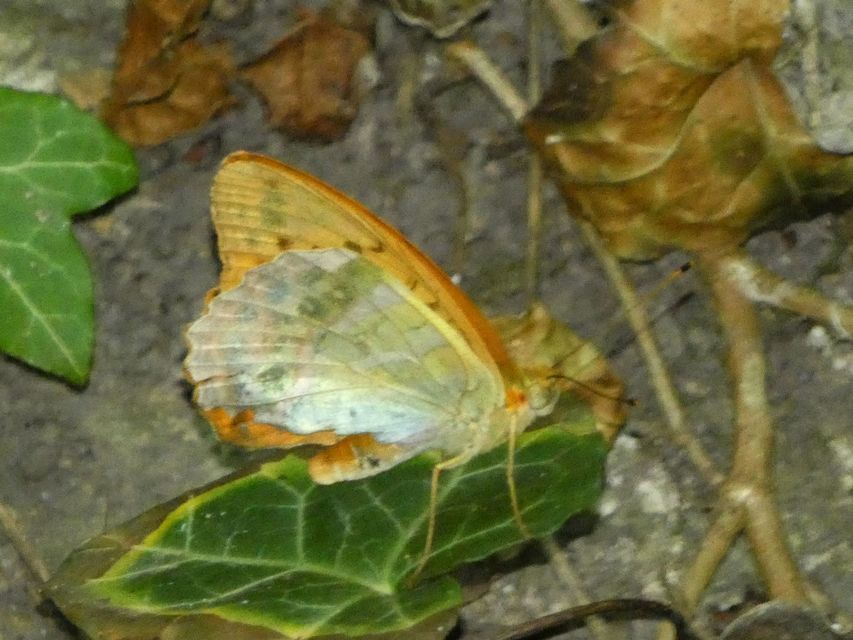 Argynnis paphia - nagy gyöngyházlepke