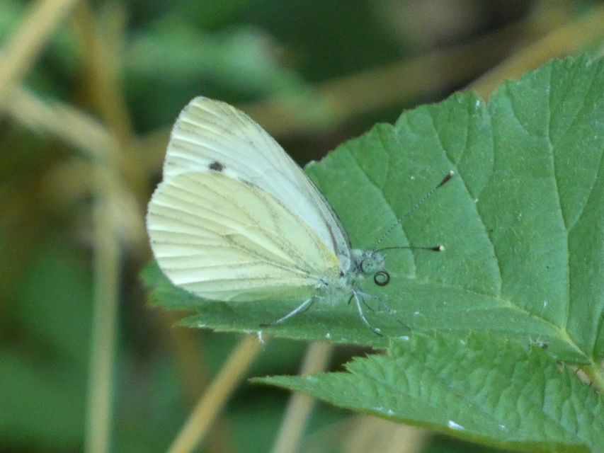 Pieris napi - repcelepke