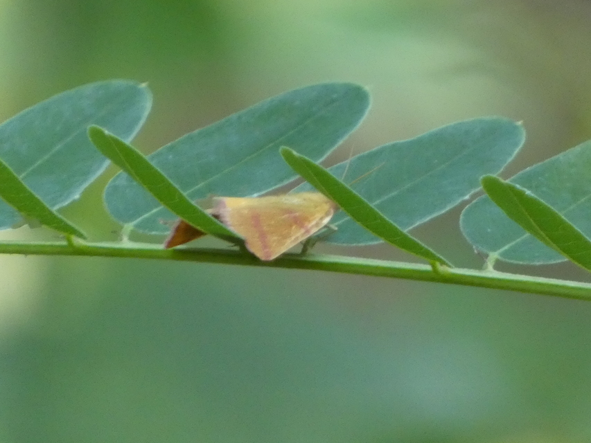 Lythria purpuraria - bíborsávos araszoló