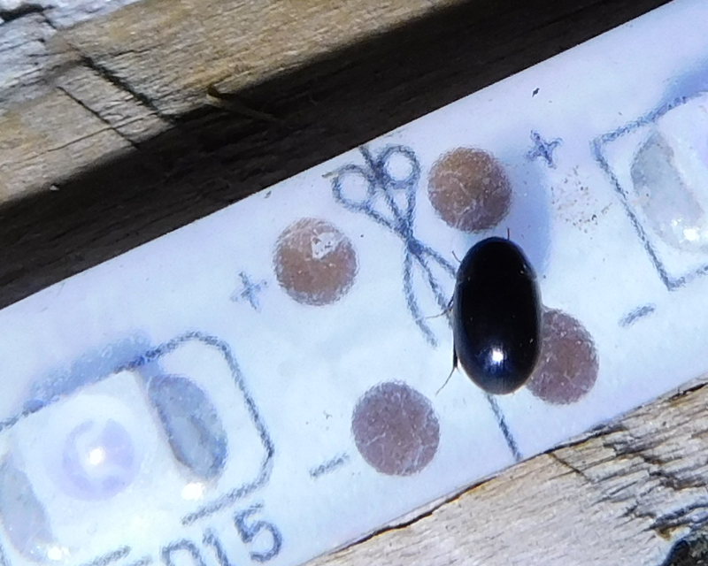 Limnoxenus niger - fekete csibor