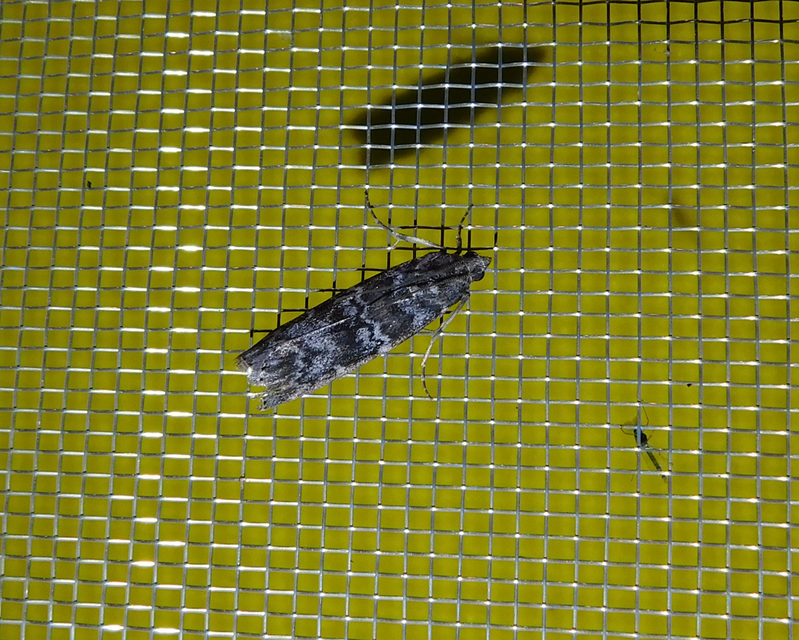Dioryctria