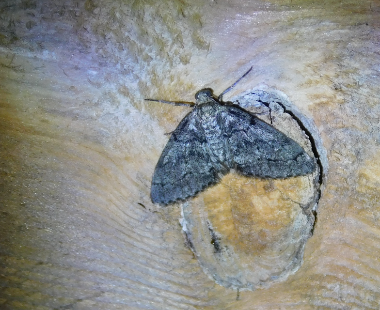 Tephronia sepiaria/Eumannia lepraria