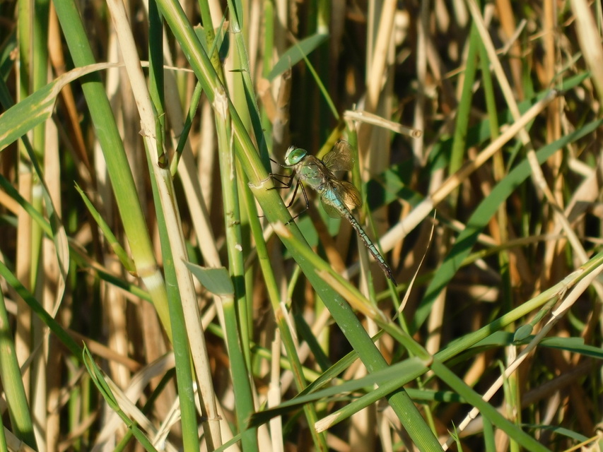 Anax parthenope - barna óriásacsa