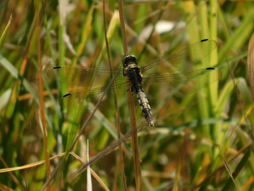 Orthetrum albistylum - fehérfarkú pásztorszitakötő