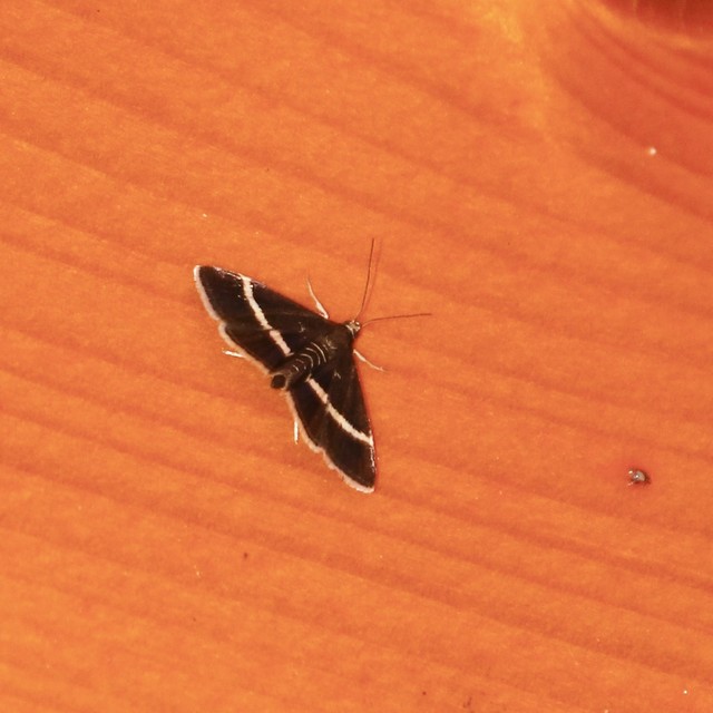Pyrausta cingulata/rectefascialis